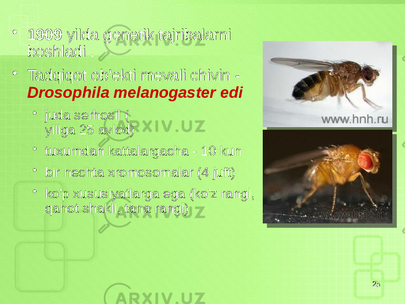 • 1909 yilda genetik tajribalarni boshladi . • Tadqiqot ob&#39;ekti mevali chivin - Drosophila melanogaster edi • juda serhosil ( yiliga 25 avlod) • tuxumdan kattalargacha - 10 kun • bir nechta xromosomalar (4 juft) • ko&#39;p xususiyatlarga ega (ko&#39;z rangi, qanot shakli, tana rangi) 25 