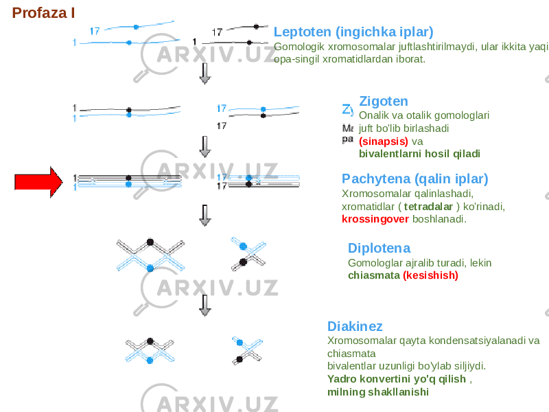 32Profaza I Leptoten (ingichka iplar) Gomologik xromosomalar juftlashtirilmaydi, ular ikkita yaqin qo&#39;shni opa-singil xromatidlardan iborat. Zigoten Onalik va otalik gomologlari juft bo&#39;lib birlashadi (sinapsis) va bivalentlarni hosil qiladi Pachytena (qalin iplar) Xromosomalar qalinlashadi, xromatidlar ( tetradalar ) ko&#39;rinadi, krossingover boshlanadi. Diplotena Gomologlar ajralib turadi, lekin chiasmata (kesishish) Diakinez Xromosomalar qayta kondensatsiyalanadi va chiasmata bivalentlar uzunligi bo&#39;ylab siljiydi. Yadro konvertini yo&#39;q qilish , milning shakllanishi 