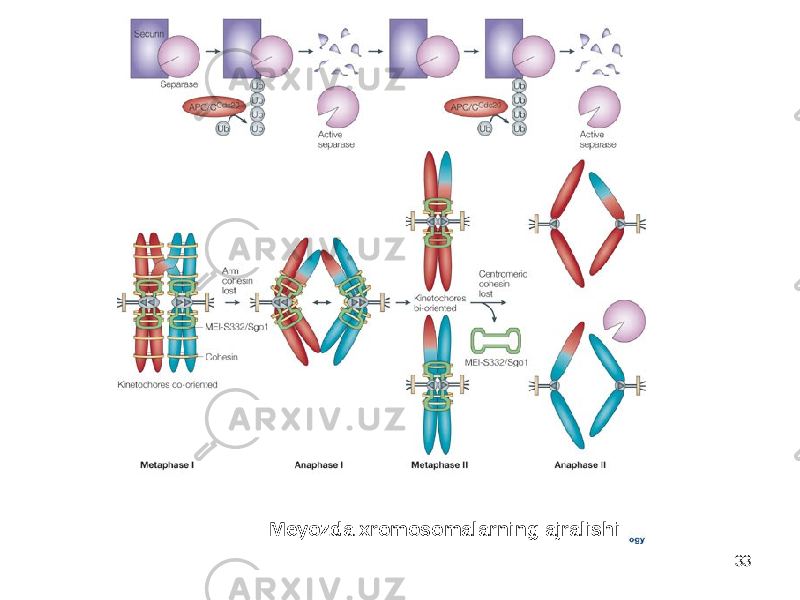 33Meyozda xromosomalarning ajralishi 