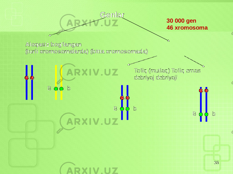 36A a B bGenlar Aloqasiz bog&#39;langan (turli xromosomalarda) (bitta xromosomada) To&#39;liq (mutlaq) To&#39;liq emas debriyaj debriyaji A a B bA a B b 30 000 gen 46 xromosoma 