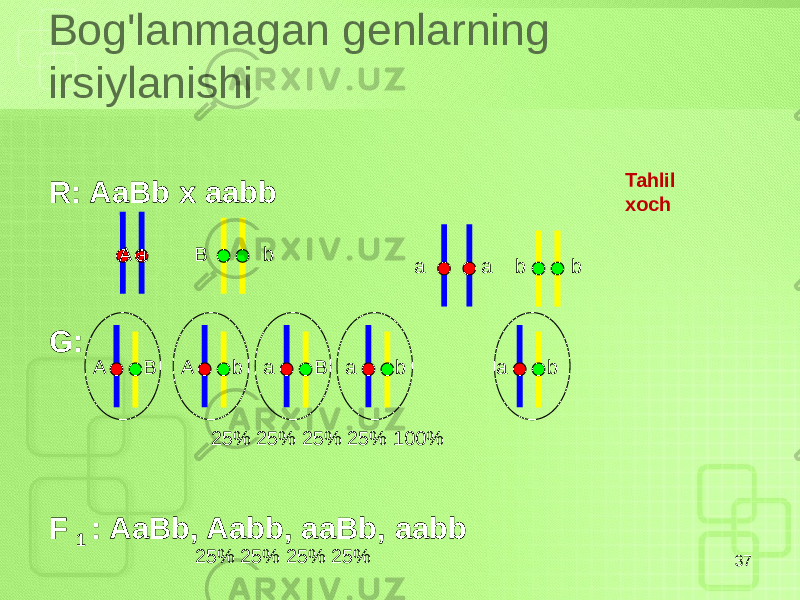 Bog&#39;lanmagan genlarning irsiylanishi 37R: AaBb x aabb G: F 1 : AaBb, Aabb, aaBb, aabb A a B b a a b b Tahlil xoch A B A b a B a ba b 25% 25% 25% 25% 100% 25% 25% 25% 25% 