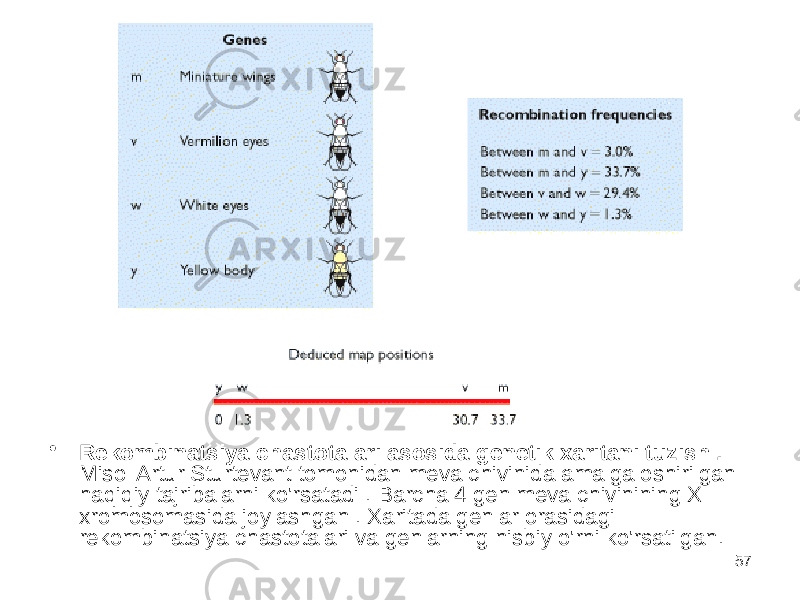 • Rekombinatsiya chastotalari asosida genetik xaritani tuzish . Misol Artur Sturtevant tomonidan meva chivinida amalga oshirilgan haqiqiy tajribalarni ko&#39;rsatadi . Barcha 4 gen meva chivinining X xromosomasida joylashgan . Xaritada genlar orasidagi rekombinatsiya chastotalari va genlarning nisbiy o&#39;rni ko&#39;rsatilgan. 57 