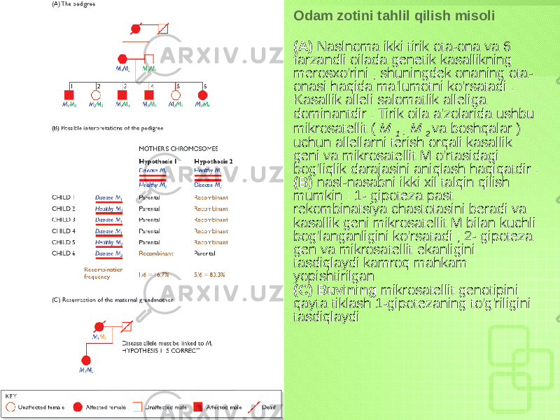 • Odam zotini tahlil qilish misoli • (A) Naslnoma ikki tirik ota-ona va 6 farzandli oilada genetik kasallikning merosxo&#39;rini , shuningdek onaning ota- onasi haqida ma&#39;lumotni ko&#39;rsatadi . Kasallik alleli salomatlik alleliga dominantdir . Tirik oila a&#39;zolarida ushbu mikrosatellit ( M 1 , M 2 va boshqalar ) uchun allellarni terish orqali kasallik geni va mikrosatellit M o&#39;rtasidagi bog&#39;liqlik darajasini aniqlash haqiqatdir . • (B) nasl-nasabni ikki xil talqin qilish mumkin : 1- gipoteza past rekombinatsiya chastotasini beradi va kasallik geni mikrosatellit M bilan kuchli bog&#39;langanligini ko&#39;rsatadi ; 2- gipoteza gen va mikrosatellit ekanligini tasdiqlaydi kamroq mahkam yopishtirilgan (C) Buvining mikrosatellit genotipini qayta tiklash 1-gipotezaning to&#39;g&#39;riligini tasdiqlaydi 