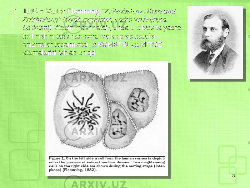 • 1882 r. Valter Flemming &#34;Zellsubstanz, Kern und Zelltheilung&#34; (Uyali moddalar, yadro va hujayra bo&#39;linishi) kitobini nashr etdi , unda u bilvosita yadro bo&#39;linishini tasvirlab berdi va ko&#39;plab batafsil chizmalar taqdim etdi. XROMATIN va MITOZ atamalarini ishlab chiqdi 6 