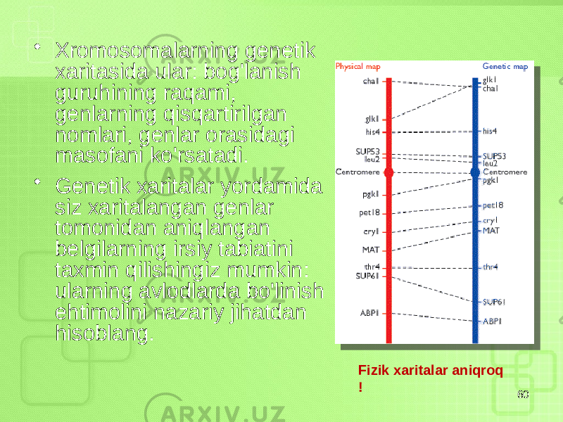 • Xromosomalarning genetik xaritasida ular: bog&#39;lanish guruhining raqami, genlarning qisqartirilgan nomlari, genlar orasidagi masofani ko&#39;rsatadi. • Genetik xaritalar yordamida siz xaritalangan genlar tomonidan aniqlangan belgilarning irsiy tabiatini taxmin qilishingiz mumkin: ularning avlodlarda bo&#39;linish ehtimolini nazariy jihatdan hisoblang. 60Fizik xaritalar aniqroq ! 