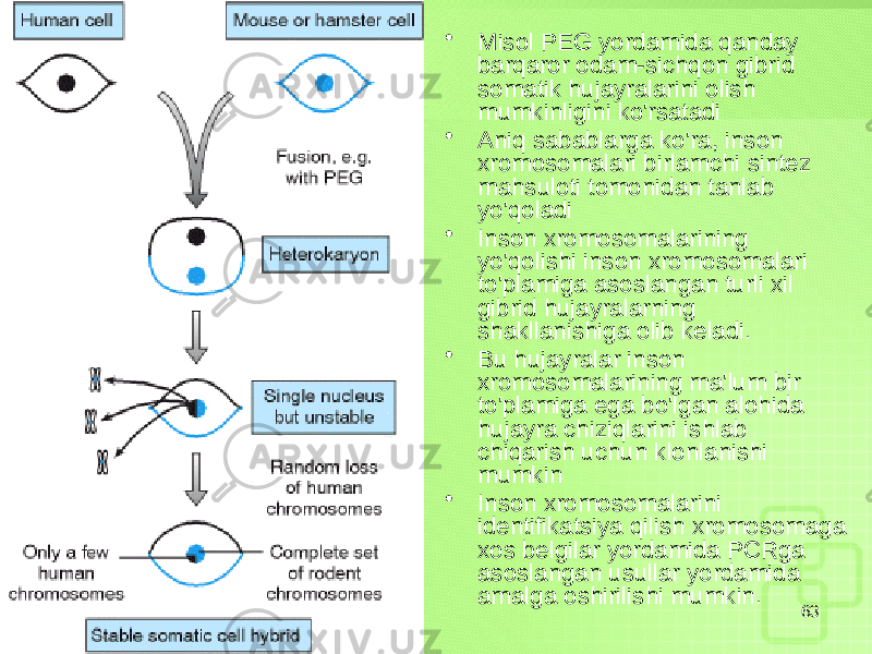 • Misol PEG yordamida qanday barqaror odam-sichqon gibrid somatik hujayralarini olish mumkinligini ko&#39;rsatadi • Aniq sabablarga ko&#39;ra, inson xromosomalari birlamchi sintez mahsuloti tomonidan tanlab yo&#39;qoladi • Inson xromosomalarining yo&#39;qolishi inson xromosomalari to&#39;plamiga asoslangan turli xil gibrid hujayralarning shakllanishiga olib keladi. • Bu hujayralar inson xromosomalarining ma&#39;lum bir to&#39;plamiga ega bo&#39;lgan alohida hujayra chiziqlarini ishlab chiqarish uchun klonlanishi mumkin • Inson xromosomalarini identifikatsiya qilish xromosomaga xos belgilar yordamida PCRga asoslangan usullar yordamida amalga oshirilishi mumkin. 63 