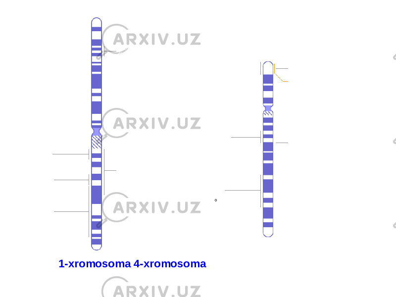 1-xromosoma 4-xromosoma 