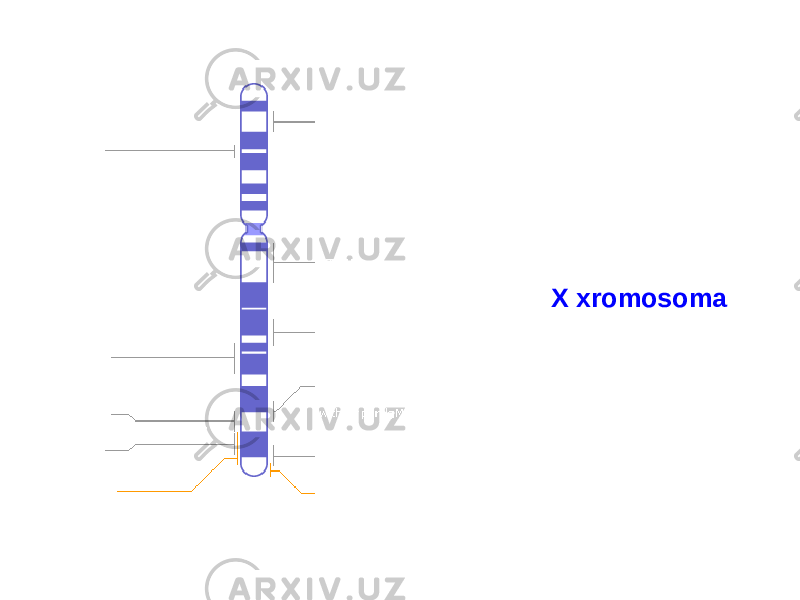 X xromosoma 