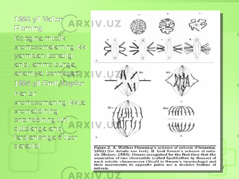 1882 yil Valter Fleming Ko&#39;pgina mitotik xromosomalarning ikki yarmidan iboratligi aniq, ammo bunga ahamiyat bermagan. 1884 yil Emil Xoyzer Har bir xromosomaning ikkita xromatidining shpindelning turli qutblariga aniq farqlanishiga e&#39;tibor qaratildi. 7 