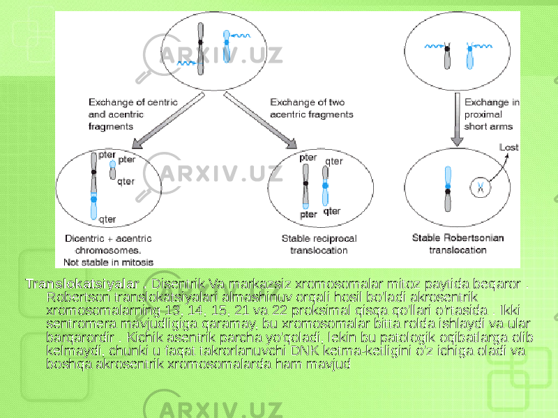 Translokatsiyalar . Disentrik Va markazsiz xromosomalar mitoz paytida beqaror . Robertson translokatsiyalari almashinuv orqali hosil bo&#39;ladi akrosentrik xromosomalarning 13, 14, 15, 21 va 22 proksimal qisqa qo&#39;llari o&#39;rtasida . Ikki sentromera mavjudligiga qaramay, bu xromosomalar bitta rolda ishlaydi va ular barqarordir . Kichik asentrik parcha yo&#39;qoladi, lekin bu patologik oqibatlarga olib kelmaydi, chunki u faqat takrorlanuvchi DNK ketma-ketligini o&#39;z ichiga oladi va boshqa akrosentrik xromosomalarda ham mavjud 