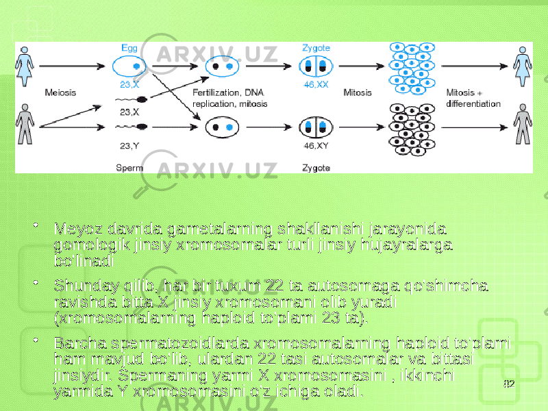 • Meyoz davrida gametalarning shakllanishi jarayonida gomologik jinsiy xromosomalar turli jinsiy hujayralarga bo&#39;linadi • Shunday qilib, har bir tuxum 22 ta autosomaga qo&#39;shimcha ravishda bitta X jinsiy xromosomani olib yuradi (xromosomalarning haploid to&#39;plami 23 ta). • Barcha spermatozoidlarda xromosomalarning haploid to&#39;plami ham mavjud bo&#39;lib, ulardan 22 tasi autosomalar va bittasi jinsiydir. Spermaning yarmi X xromosomasini , ikkinchi yarmida Y xromosomasini o&#39;z ichiga oladi. 82 