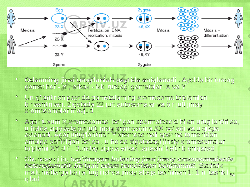 • Odamning jinsi urug&#39;lanish paytida aniqlanadi . Ayolda bir turdagi gamet bor - X , erkak - ikki turdagi gametalar: X va Y • Urug&#39;lantirish paytida gametalarning xromosoma to&#39;plamlari birlashtiriladi. Zigotada 22 juft autosomalar va bir juft jinsiy xromosomalar mavjud • Agar tuxum X xromosomasi bo&#39;lgan spermatozoid bilan urug&#39;lantirilsa, u holda zigotada bir juft jinsiy xromosoma XX bo&#39;ladi va u qizga aylanadi. Agar urug&#39;lantirish Y xromosomali sperma tomonidan amalga oshirilgan bo&#39;lsa , u holda zigotadagi jinsiy xromosomalar to&#39;plami XY dir . Bunday zigota erkak tanasini keltirib chiqaradi • Shunday qilib, tug&#39;ilmagan bolaning jinsi jinsiy xromosomalarda heterogametik bo&#39;lgan odam tomonidan belgilanadi. Statistik ma&#39;lumotlarga ko&#39;ra, tug&#39;ilishda jinsiy aloqa taxminan 1: 1 ni tashkil qiladi 84 