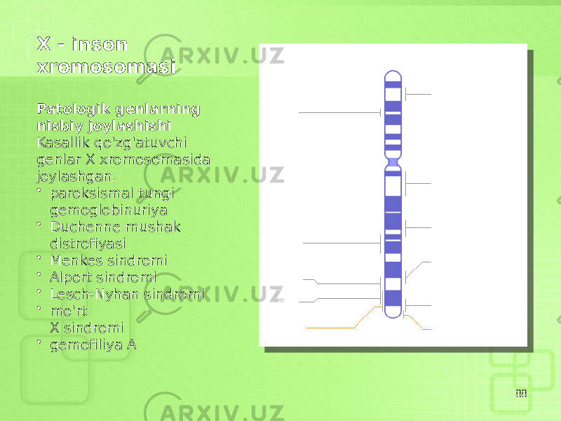 88X - inson xromosomasi Patologik genlarning nisbiy joylashishi Kasallik qo&#39;zg&#39;atuvchi genlar X xromosomasida joylashgan: • paroksismal tungi gemoglobinuriya • Duchenne mushak distrofiyasi • Menkes sindromi • Alport sindromi • Lesch-Nyhan sindromi • mo&#39;rt X sindromi • gemofiliya A 