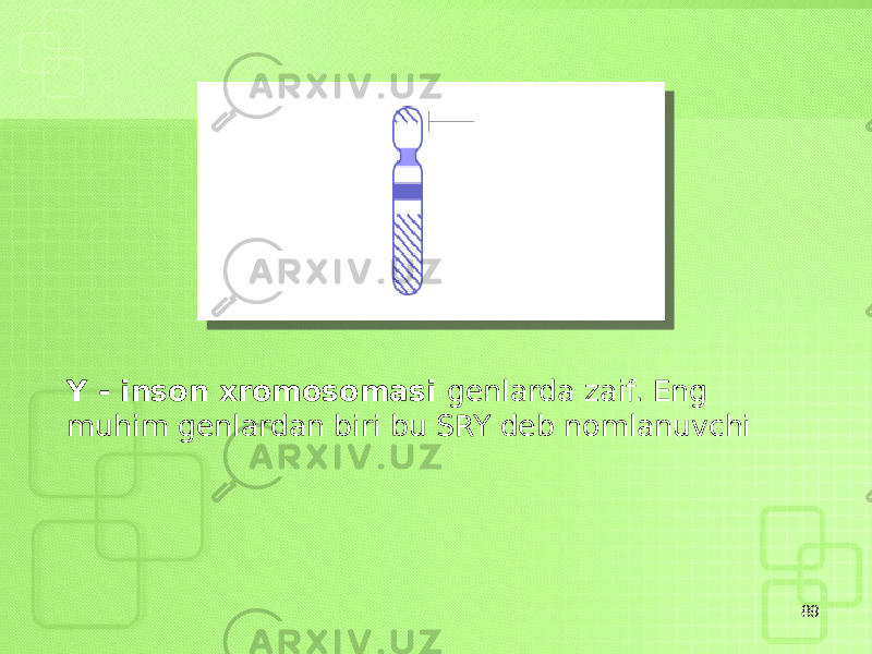 89Y - inson xromosomasi genlarda zaif. Eng muhim genlardan biri bu SRY deb nomlanuvchi 