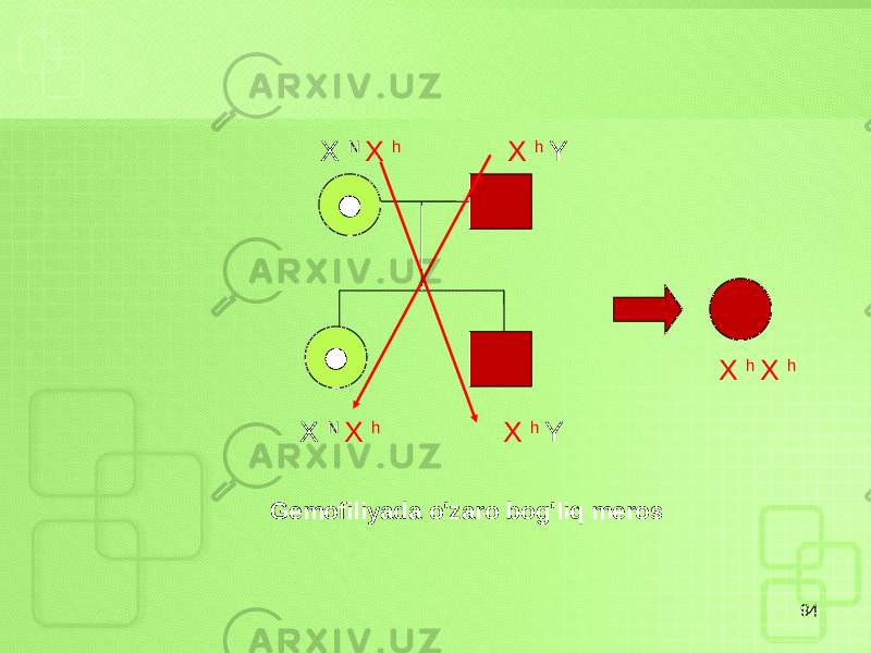 94X N X h X h Y X N X h X h Y Gemofiliyada o&#39;zaro bog&#39;liq meros X h X h 