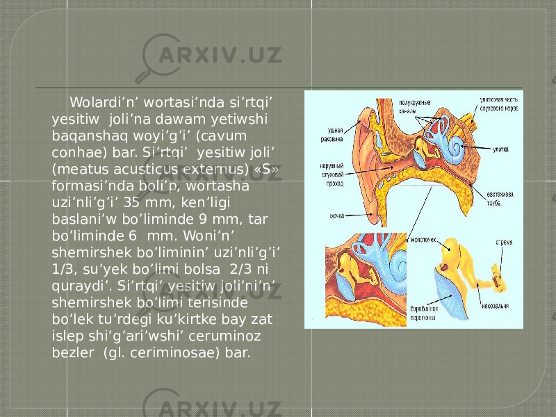  Wolardi’n’ wortasi’nda si’rtqi’ yesitiw joli’na dawam yetiwshi baqanshaq woyi’g’i’ (cavum conhae) bar. Si’rtqi’ yesitiw joli’ (meatus acusticus externus) «S» formasi’nda boli’p, wortasha uzi’nli’g’i’ 35 mm, ken’ligi baslani’w bo’liminde 9 mm, tar bo’liminde 6 mm. Woni’n’ shemirshek bo’liminin’ uzi’nli’g’i’ 1/3, su’yek bo’limi bolsa 2/3 ni quraydi’. Si’rtqi’ yesitiw joli’ni’n’ shemirshek bo’limi terisinde bo’lek tu’rdegi ku’kirtke bay zat islep shi’g’ari’wshi’ ceruminoz bezler (gl. ceriminosae) bar. 