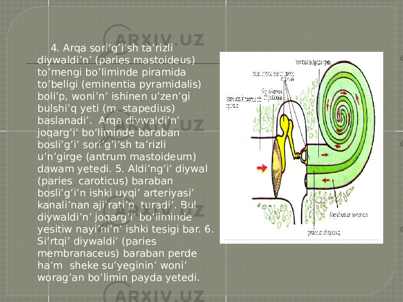  4. Arqa sori’g’i’sh ta’rizli diywaldi’n’ (paries mastoideus) to’mengi bo’liminde piramida to’beligi (eminentia pyramidalis) boli’p, woni’n’ ishinen u’zen’gi bulshi’q yeti (m. stapedius) baslanadi’. Arqa diywaldi’n’ joqarg’i’ bo’liminde baraban bosli’g’i’ sori’g’i’sh ta’rizli u’n’girge (antrum mastoideum) dawam yetedi. 5. Aldi’ng’i’ diywal (paries caroticus) baraban bosli’g’i’n ishki uyqi’ arteriyasi’ kanali’nan aji’rati’p turadi’. Bul diywaldi’n’ joqarg’i’ bo’liminde yesitiw nayi’ni’n’ ishki tesigi bar. 6. Si’rtqi’ diywaldi’ (paries membranaceus) baraban perde ha’m sheke su’yeginin’ woni’ worag’an bo’limin payda yetedi. 