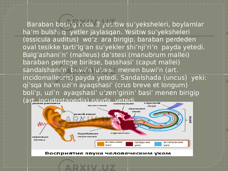  Baraban bosli’g’i’nda 3 yesitiw su’yeksheleri, boylamlar ha’m bulshi’q yetler jaylasqan. Yesitiw su’yeksheleri (ossicula auditus) wo’z ara birigip, baraban perdeden oval tesikke tarti’lg’an su’yekler shi’nji’ri’n payda yetedi. Balg’ashani’n’ (malleus) da’stesi (manubrum mallei) baraban perdege birikse, basshasi’ (caput mallei) sandalshani’n’ buwi’n ju’zesi menen buwi’n (art. incidomalleoris) payda yetedi. Sandalshada (uncus) yeki: qi’sqa ha’m uzi’n ayaqshasi’ (crus breve et longum) boli’p, uzi’n ayaqshasi’ u’zen’ginin’ basi’ menen birigip (art. incudostapedia) payda yetedi. 