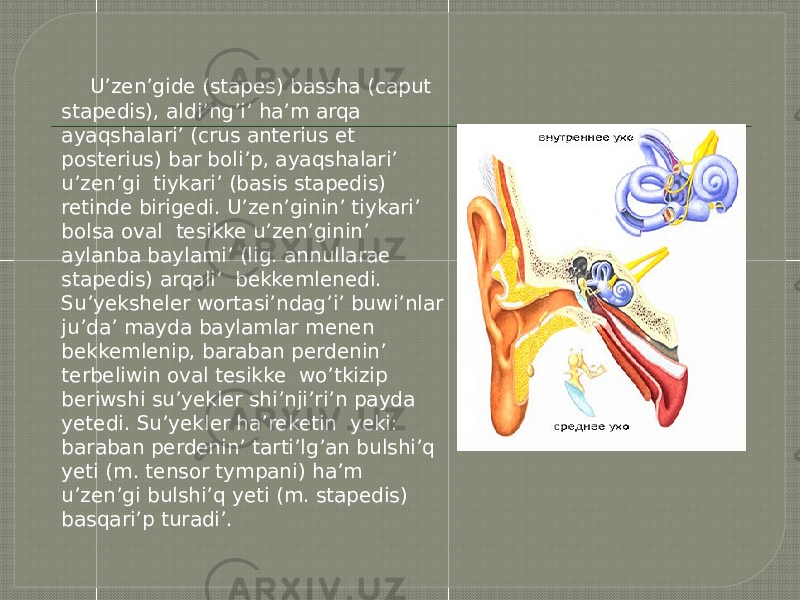  U’zen’gide (stapes) bassha (caput stapedis), aldi’ng’i’ ha’m arqa ayaqshalari’ (crus anterius et posterius) bar boli’p, ayaqshalari’ u’zen’gi tiykari’ (basis stapedis) retinde birigedi. U’zen’ginin’ tiykari’ bolsa oval tesikke u’zen’ginin’ aylanba baylami’ (lig. annullarae stapedis) arqali’ bekkemlenedi. Su’yeksheler wortasi’ndag’i’ buwi’nlar ju’da’ mayda baylamlar menen bekkemlenip, baraban perdenin’ terbeliwin oval tesikke wo’tkizip beriwshi su’yekler shi’nji’ri’n payda yetedi. Su’yekler ha’reketin yeki: baraban perdenin’ tarti’lg’an bulshi’q yeti (m. tensor tympani) ha’m u’zen’gi bulshi’q yeti (m. stapedis) basqari’p turadi’. 