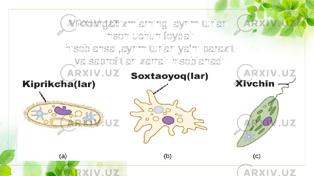 Mikroorganizmlarning ayrim turlari inson uchun foydali hisoblansa ,ayrim turlari ya‘ni parazit va saprofitlari zarrali hisoblanadi . 