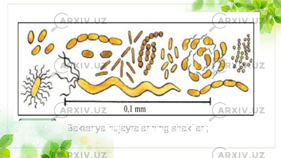 Bakteriya hujayralarining shakllari; 