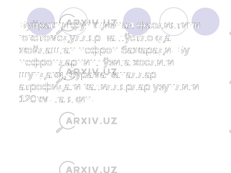 Буйракни функционал фаолиятини юкстомедулляр ва пўстлоқда жойлашган нефрон бажаради. Бу нефронларнинг ўзига хослиги шундаки, бурама каналлар атрофидаги капиллярлар узунлиги 120км. га яқин. 