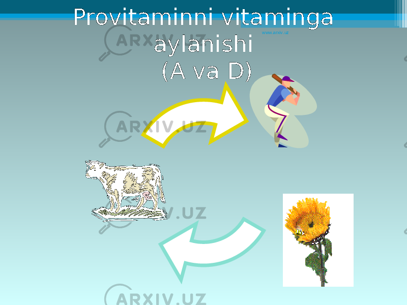Provitaminni vitaminga aylanishi ( A va D ) www.arxiv.uz 
