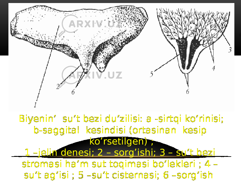 Biyenin’ su’t bezi du’zilisi: a -sirtqi ko’rinisi; b-saggital kesindisi (ortasinan kesip ko’rsetilgen) ; 1 –jelin denesi; 2 – sorg’ishi; 3 – su’t bezi stromasi ha’m sut toqimasi bo’lekleri ; 4 – su’t ag’isi ; 5 –su’t cisternasi; 6 –sorg’ish ushi. 