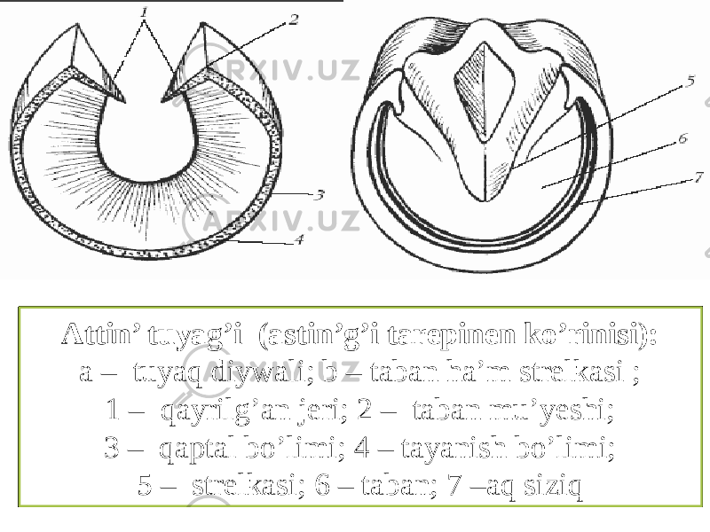 Attin’ tuyag’i (astin’g’i tarepinen ko’rinisi): a – tuyaq diywali; b – taban ha’m strelkasi ; 1 – qayrilg’an jeri; 2 – taban mu’yeshi; 3 – qaptal bo’limi; 4 – tayanish bo’limi; 5 – strelkasi; 6 – taban; 7 –aq siziq 