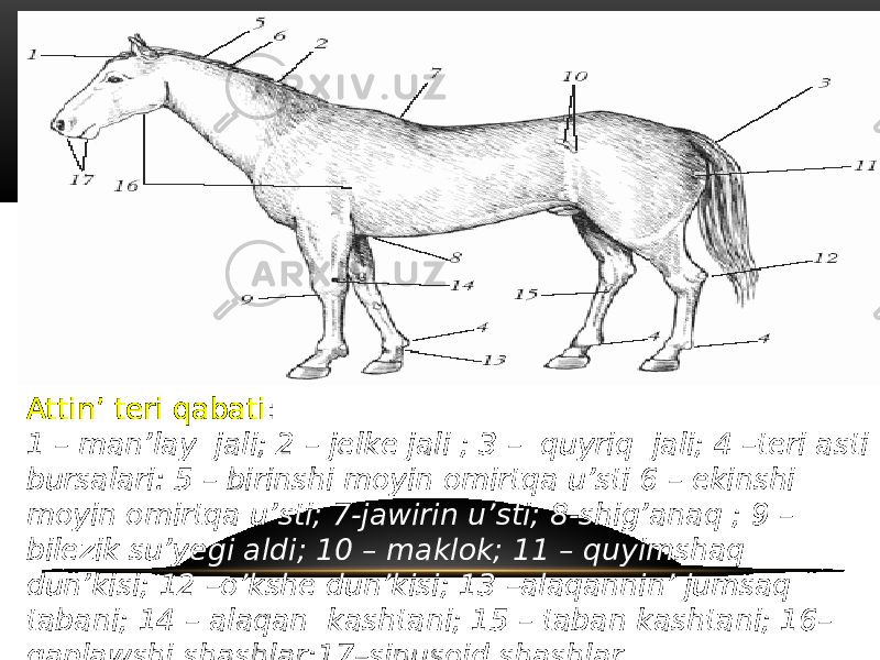 Attin’ teri qabati : 1 – man’lay jali; 2 – jelke jali ; 3 – quyriq jali; 4 –teri asti bursalari: 5 – birinshi moyin omirtqa u’sti 6 – ekinshi moyin omirtqa u’sti; 7-jawirin u’sti; 8-shig’anaq ; 9 – bilezik su’yegi aldi; 10 – maklok; 11 – quyimshaq dun’kisi; 12 –o’kshe dun’kisi; 13 –alaqannin’ jumsaq tabani; 14 – alaqan kashtani; 15 – taban kashtani; 16– qaplawshi shashlar;17–sinusoid shashlar 