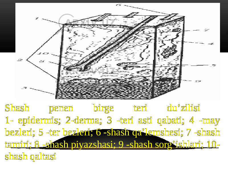 Shash penen birge teri du’zilisi 1- epidermis; 2-derma; 3 -teri asti qabati; 4 -may bezleri; 5 -ter bezleri; 6 -shash qa’lemshesi; 7 -shash tamiri; 8 -shash piyazshasi; 9 -shash sorg’ishlari; 10- shash qaltasi 