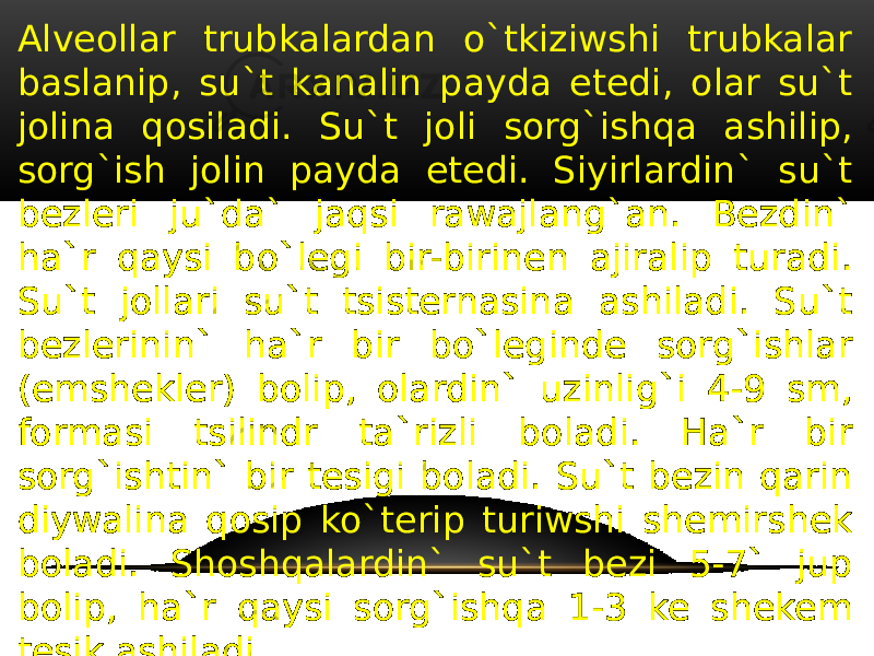 Alveollar trubkalardan o`tkiziwshi trubkalar baslanip, su`t kanalin payda etedi, olar su`t jolina qosiladi. Su`t joli sorg`ishqa ashilip, sorg`ish jolin payda etedi. Siyirlardin` su`t bezleri ju`da` jaqsi rawajlang`an. Bezdin` ha`r qaysi bo`legi bir-birinen ajiralip turadi. Su`t jollari su`t tsisternasina ashiladi. Su`t bezlerinin` ha`r bir bo`leginde sorg`ishlar (emshekler) bolip, olardin` uzinlig`i 4-9 sm, formasi tsilindr ta`rizli boladi. Ha`r bir sorg`ishtin` bir tesigi boladi. Su`t bezin qarin diywalina qosip ko`terip turiwshi shemirshek boladi. Shoshqalardin` su`t bezi 5-7` jup bolip, ha`r qaysi sorg`ishqa 1-3 ke shekem tesik ashiladi 