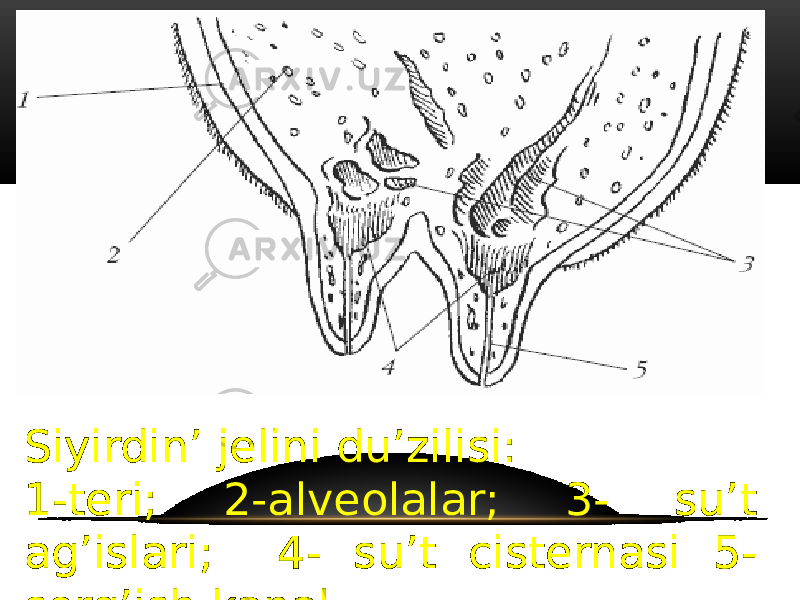 Siyirdin’ jelini du’zilisi: 1-teri; 2-alveolalar; 3- su’t ag’islari; 4- su’t cisternasi 5- sorg’ish kanal 