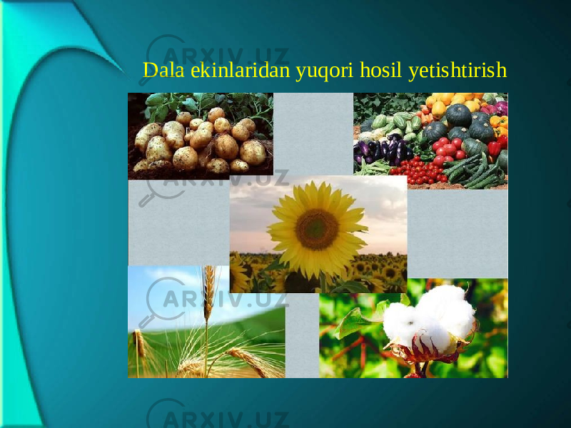 Dala ekinlaridan yuqori hosil yetishtirish 