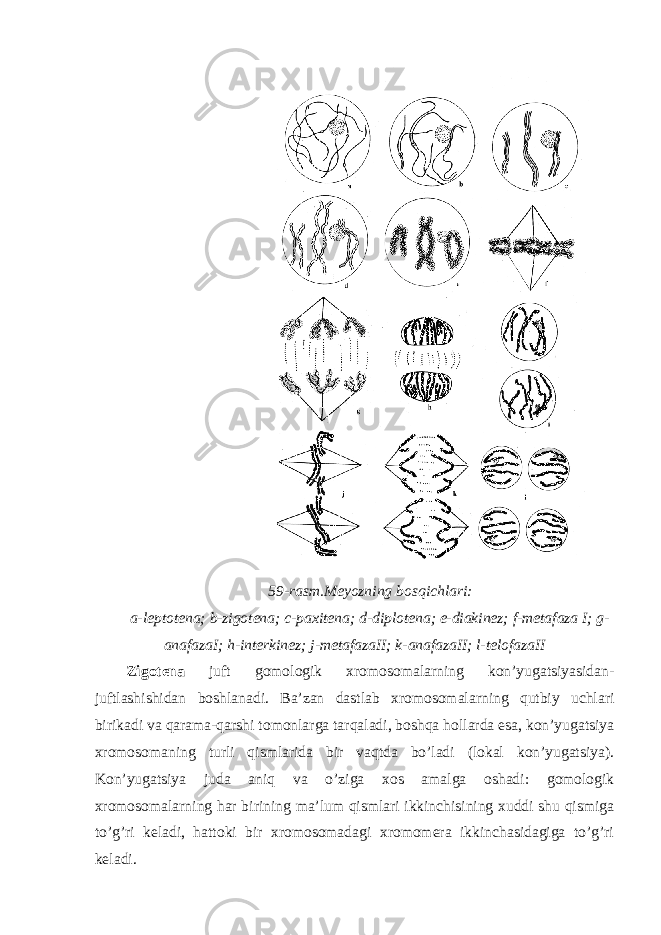 59-rasm.Meyozning bosqichlari: a-leptotena; b-zigotena; c-paxitena; d-diplotena; e-diakinez; f-metafaza I; g- anafazaI; h-interkinez; j-metafazaII; k-anafazaII; l-telofazaII Zigotena juft gomologik xromosomalarning kon’yugatsiyasidan- juftlashishidan boshlanadi. Ba’zan dastlab xromosomalarning qutbiy uchlari birikadi va qarama-qarshi tomonlarga tarqaladi, boshqa hollarda esa, kon’yugatsiya xromosomaning turli qismlarida bir vaqtda bo’ladi (lokal kon’yugatsiya). Kon’yugatsiya juda aniq va o’ziga xos amalga oshadi: gomologik xromosomalarning har birining ma’lum qismlari ikkinchisining xuddi shu qismiga to’g’ri keladi, hattoki bir xromosomadagi xromomera ikkinchasidagiga to’g’ri keladi. 