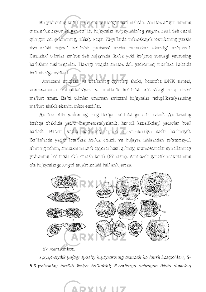 Bu yadroning tortilib ikki qismga to’g’ri bo’linishidir. Amitoz o’tgan asrning o’rtalarida bayon etilgan bo’lib, hujayralar ko’payishining yagona usuli deb qabul qilingan edi (Flemming, 1882). Faqat 70-yillarda mikroskopik texnikaning yaxshi rivojlanishi tufayli bo’linish protsessi ancha murakkab ekanligi aniqlandi. Dastlabki olimlar amitoz deb hujayrada ikkita yoki ko’proq sondagi yadroning bo’lishini tushunganlar. Hozirgi vaqtda amitoz deb yadroning interfaza holatida bo’linishiga aytiladi. Amitozni aniqlash va analizning qiyinligi shuki, hozircha DNK sintezi, xromosomalar reduplikatsiyasi va amitotik bo’linish o’rtasidagi aniq nisbat ma’lum emas. Ba’zi olimlar umuman amitozni hujayralar reduplikatsiyasining ma’lum shakli ekanini inkor etadilar. Amitoz bitta yadroning teng ikkiga bo’linishiga olib keladi. Amitozning boshqa shaklida yadro fragmentatsiyalanib, har-xil kattalikdagi yadrolar hosil bo’ladi. Ba’zan yadro bo’linadi, ammo plazmatomiya sodir bo’lmaydi. Bo’linishda yadro interfaza holida qoladi va hujayra ishlashdan to’xtamaydi. Shuning uchun, amitozni mitotik apparat hosil qilmay, xromosomalar spirallanmay yadroning bo’linishi deb qarash kerak (57 rasm). Amitozda genetik materialning qiz hujayralarga to’g’ri taqsimlanishi hali aniq emas. 57-rasm.Amitoz. 1,2,3,4-siydik pufagi epiteliy hujayrasining amitotik bo’linish bosqichlari; 5- 8-9-yadroning tortilib ikkiga bo’linishi; 6-amitozga uchragan ikkita dumaloq 