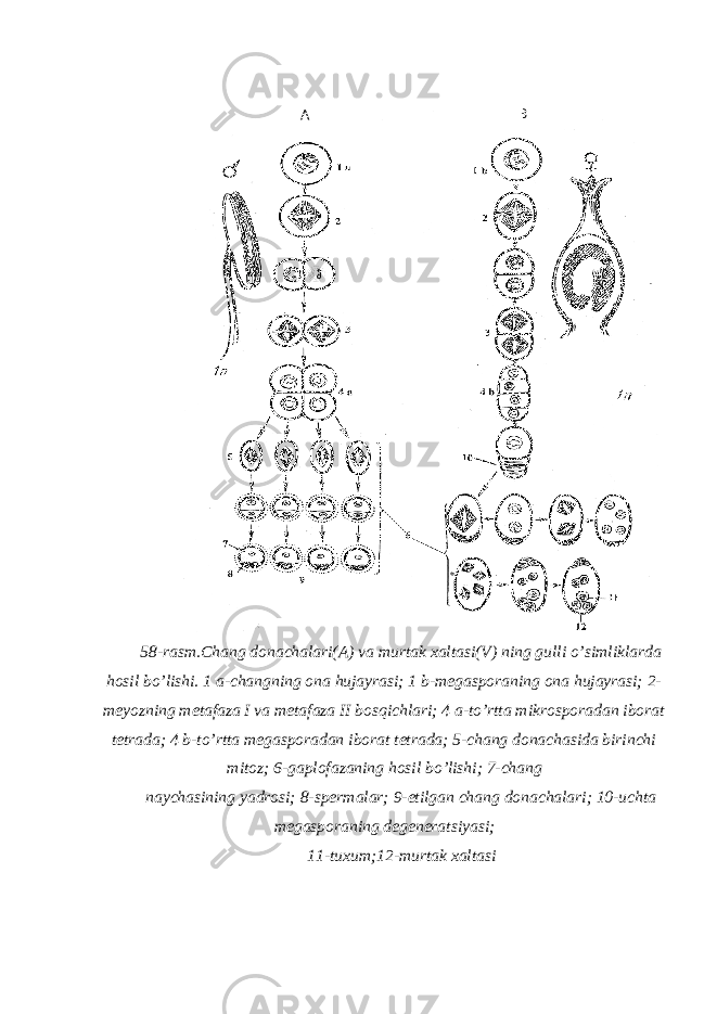 58-rasm.Chang donachalari(A) va murtak xaltasi(V) ning gulli o’simliklarda hosil bo’lishi. 1 a-changning ona hujayrasi; 1 b-megasporaning ona hujayrasi; 2- meyozning metafaza I va metafaza II bosqichlari; 4 a-to’rtta mikrosporadan iborat tetrada; 4 b-to’rtta megasporadan iborat tetrada; 5-chang donachasida birinchi mitoz; 6-gaplofazaning hosil bo’lishi; 7-chang naychasining yadrosi; 8-spermalar; 9-etilgan chang donachalari; 10-uchta megasporaning degeneratsiyasi; 11-tuxum;12-murtak xaltasi А В 