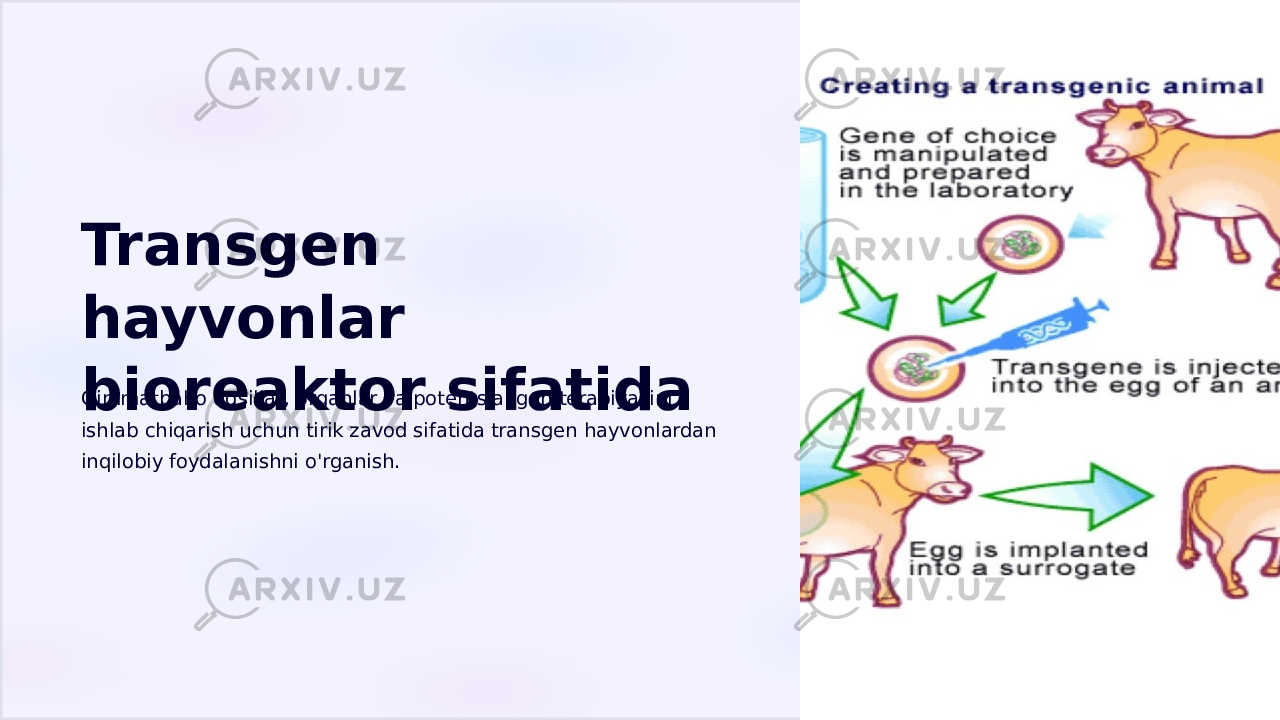 Transgen hayvonlar bioreaktor sifatidaQimmatbaho oqsillar, organlar va potentsial gen terapiyasini ishlab chiqarish uchun tirik zavod sifatida transgen hayvonlardan inqilobiy foydalanishni o&#39;rganish. 