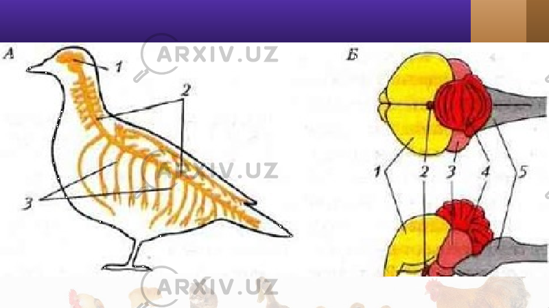 Класс птицы нервная. Нервная система птиц 7 класс биология. Схема нервной системы птицы биология 7 класс. Нервная система птицы головной мозг. Нервная система птиц строение головного мозга.