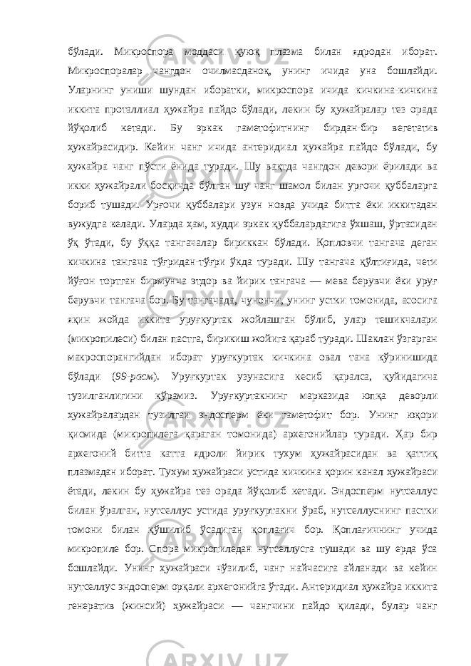 бўлади. Микроспора моддаси қуюқ плазма билан ядродан иборат. Микроспоралар чангдон очилмасданоқ, унинг ичида уна бошлайди. Уларнинг униши шундан иборатки, микроспора ичида кичкина-кичкина иккита проталлиал ҳужайра пайдо бўлади, лекин бу ҳужайралар тез орада йўқолиб кетади. Бу эркак гаметофитнинг бирдан-бир вегетатив ҳужайрасидир. Кейин чанг ичида антеридиал ҳужайра пайдо бўлади, бу ҳужайра чанг пўсти ёнида туради. Шу вақтда чангдон девори ёрилади ва икки ҳужайрали босқичда бўлган шу чанг шамол билан урғочи қуббаларга бориб тушади. Урғочи қуббалари узун новда учида битта ёки иккитадан вужудга келади. Уларда ҳам, худди эркак қуббалардагига ўхшаш, ўртасидан ўқ ўтади, бу ўққа тангачалар бириккан бўлади. Қопловчи тангача деган кичкина тангача тўғридан-тўғри ўкда туради. Шу тангача қўлтиғида, чети йўғон тортган бирмунча этдор ва йирик тангача — мева берувчи ёки уруғ берувчи тангача бор. Бу тангачада, чунончи, унинг устки томонида, асосига яқин жойда иккита уруғкуртак жойлашган бўлиб, улар тешикчалари (микропилеси) билан пастга, бирикиш жойига қараб туради. Шаклан ўзгарган макроспорангийдан иборат уруғкуртак кичкина овал тана кўринишида бўлади ( 99-расм ). Уруғкуртак узунасига кесиб қаралса, қуйидагича тузилганлигини кўрамиз. Уруғкуртакнинг марказида юпқа деворли ҳужайралардан тузилгаи эндосперм ёки гаметофит бор. Унинг юқори қисмида (микропилега қараган томонида) архегонийлар туради. Ҳар бир архегоний битта катта ядроли йирик тухум ҳужайрасидан ва қаттиқ плазмадан иборат. Тухум ҳужайраси устида кичкина қорин канал ҳужайраси ётади, лекин бу ҳужайра тез орада йўқолиб кетади. Эндосперм нутселлус билан ўралган, нутселлус устида уруғкуртакни ўраб, нутселлуснинг пастки томони билан қўшилиб ўсадиган қоплағич бор. Қоплағичнинг учида микропиле бор. Спора микропиледан нутселлусга тушади ва шу ерда ўса бошлайди. Унинг ҳужайраси чўзилиб, чанг найчасига айланади ва кейин нутселлус эндосперм орқали архегонийга ўтади. Антеридиал ҳужайра иккита генератив (жинсий) ҳужайраси — чангчини пайдо қилади, булар чанг 