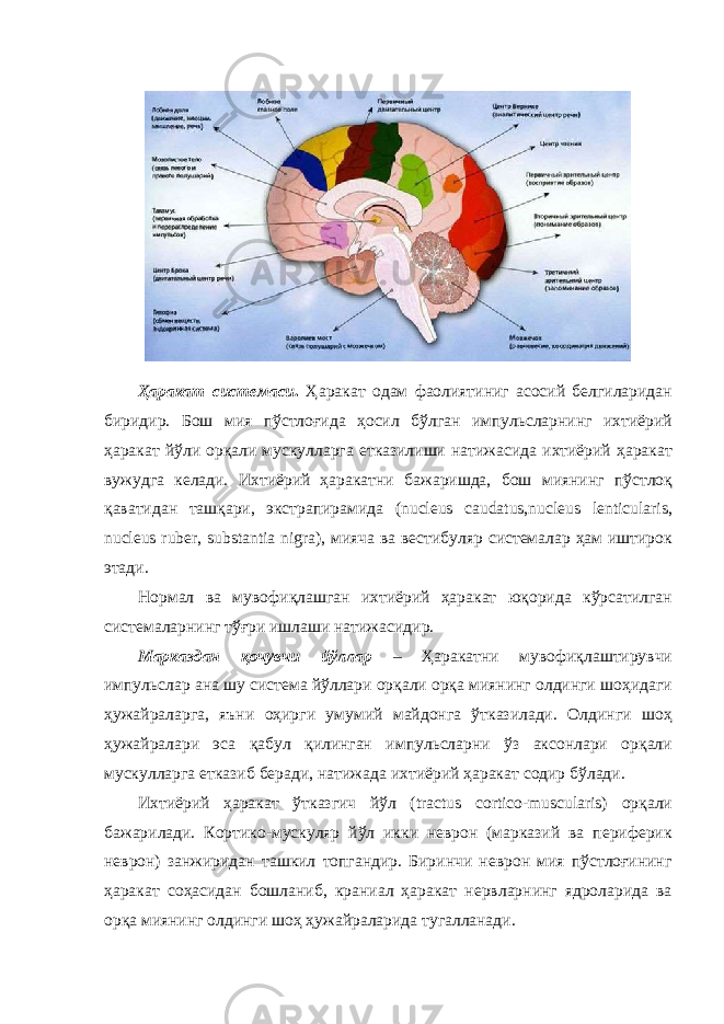  Ҳаракат системаси . Ҳаракат одам фаолиятиниг асосий белгиларидан биридир. Бош мия пўстлоғида ҳосил бўлган импульсларнинг ихтиёрий ҳаракат йўли орқали мускулларга етказилиши натижасида ихтиёрий ҳаракат вужудга келади. Ихтиёрий ҳаракатни бажаришда, бош миянинг пўстлоқ қаватидан ташқари, экстрапирамида (nucleus caudatus,nucleus lenticularis, nucleus ruber, substantia nigra), мияча ва вестибуляр системалар ҳам иштирок этади. Нормал ва мувофиқлашган ихтиёрий ҳаракат юқорида кўрсатилган системаларнинг тўғри ишлаши натижасидир. Марказдан қочувчи йўллар – Ҳаракатни мувофиқлаштирувчи импульслар ана шу система йўллари орқали орқа миянинг олдинги шоҳидаги ҳужайраларга, яъни оҳирги умумий майдонга ўтказилади. Олдинги шоҳ ҳужайралари эса қабул қилинган импульсларни ўз аксонлари орқали мускулларга етказиб беради, натижада ихтиёрий ҳаракат содир бўлади. Ихтиёрий ҳаракат ўтказгич йўл (tractus cortico-muscularis) орқали бажарилади. Кортико-мускуляр йўл икки неврон (марказий ва периферик неврон) занжиридан ташкил топгандир. Биринчи неврон мия пўстлоғининг ҳаракат соҳасидан бошланиб, краниал ҳаракат нервларнинг ядроларида ва орқа миянинг олдинги шоҳ ҳужайраларида тугалланади. 