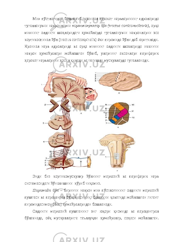 Мия пўстлоғидан бошланиб, краниал ҳаракат нервларининг ядроларида тугалланувчи невронларни кортиконуклеар йўл (tractus corticonuclearis), орқа миянинг олдинги шоҳларидаги ҳужайларда тугалланувчи невронларни эса кортикоспинал йўл (tractus corticospinalis) ёки пирамида йўли деб юритилади. Краниал нерв ядроларида ва орқа миянинг олдинги шохларида иккинчи неврон ҳужайралари жойлашган бўлиб, уларнинг аксонлари периферик ҳаракат нервларини ҳосил қилади ва тегишли мускулларда тугалланади. Энди биз кортикомускуляр йўлнинг марказий ва периферик нерв системасидаги йўналишини кўриб чиқамиз. Пирамида йўл – биринчи неврон мия пўстлоғининг олдинги марказий пуштаси ва парацентал бўлакчасининг бешинчи қаватида жойлашган гигант пирамидасимон (Бец) ҳужайраларидан бошланади. Олдинги марказий пуштанинг энг юқори қисмида ва парацентрал бўлакчада, оёқ мускулларига таъллуқли ҳужайралар, соҳаси жойлашган. 