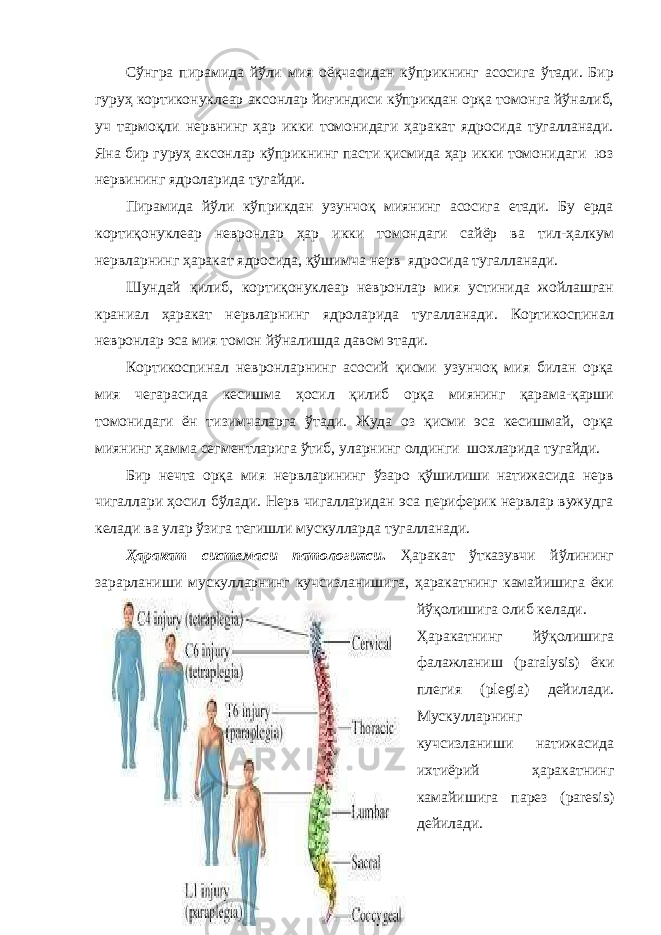 Сўнгра пирамида йўли мия оёқчасидан кўприкнинг асосига ўтади. Бир гуруҳ кортиконуклеар аксонлар йиғиндиси кўприкдан орқа томонга йўналиб, уч тармоқли нервнинг ҳар икки томонидаги ҳаракат ядросида тугалланади. Яна бир гуруҳ аксонлар кўприкнинг пасти қисмида ҳар икки томонидаги юз нервининг ядроларида тугайди. Пирамида йўли кўприкдан узунчоқ миянинг асосига етади. Бу ерда кортиқонуклеар невронлар ҳар икки томондаги сайёр ва тил-ҳалкум нервларнинг ҳаракат ядросида, қўшимча нерв ядросида тугалланади. Шундай қилиб, кортиқонуклеар невронлар мия устинида жойлашган краниал ҳаракат нервларнинг ядроларида тугалланади. Кортикоспинал невронлар эса мия томон йўналишда давом этади. Кортикоспинал невронларнинг асосий қисми узунчоқ мия билан орқа мия чегарасида кесишма ҳосил қилиб орқа миянинг қарама-қарши томонидаги ён тизимчаларга ўтади. Жуда оз қисми эса кесишмай, орқа миянинг ҳамма сегментларига ўтиб, уларнинг олдинги шохларида тугайди. Бир нечта орқа мия нервларининг ўзаро қўшилиши натижасида нерв чигаллари ҳосил бўлади. Нерв чигалларидан эса периферик нервлар вужудга келади ва улар ўзига тегишли мускулларда тугалланади. Ҳаракат системаси патологияси . Ҳаракат ўтказувчи йўлининг зарарланиши мускулларнинг кучсизланишига, ҳаракатнинг камайишига ёки йўқолишига олиб келади. Ҳаракатнинг йўқолишига фалажланиш (paralysis) ёки плегия (plegia) дейилади. Мускулларнинг кучсизланиши натижасида ихтиёрий ҳаракатнинг камайишига парез (paresis) дейилади. 