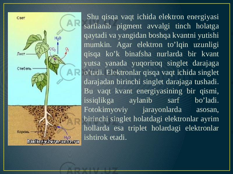  Shu qisqa vaqt ichida elektron energiyasi sarflanib pigment avvalgi tinch holatga qaytadi va yangidan boshqa kvantni yutishi mumkin. Agar elektron to’lqin uzunligi qisqa ko’k binafsha nurlarda bir kvant yutsa yanada yuqoriroq singlet darajaga o’tadi. Elektronlar qisqa vaqt ichida singlet darajadan birinchi singlet darajaga tushadi. Bu vaqt kvant energiyasining bir qismi, issiqlikga aylanib sarf bo’ladi. Fotokimyoviy jarayonlarda asosan, birinchi singlet holatdagi elektronlar ayrim hollarda esa triplet holardagi elektronlar ishtirok etadi. 