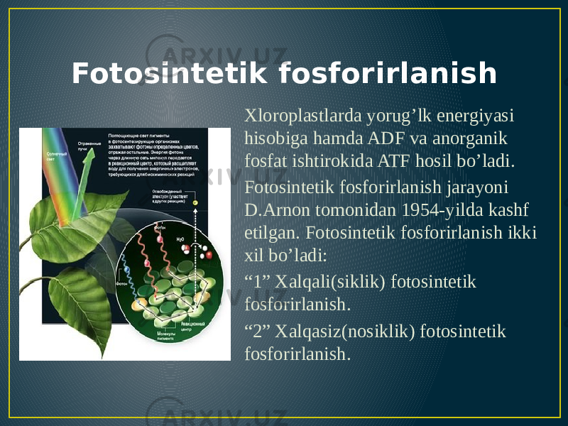 Fotosintetik fosforirlanish Xloroplastlarda yorug’lk energiyasi hisobiga hamda ADF va anorganik fosfat ishtirokida ATF hosil bo’ladi. Fotosintetik fosforirlanish jarayoni D.Arnon tomonidan 1954-yilda kashf etilgan. Fotosintetik fosforirlanish ikki xil bo’ladi: “ 1” Xalqali(siklik) fotosintetik fosforirlanish. “ 2” Xalqasiz(nosiklik) fotosintetik fosforirlanish. 