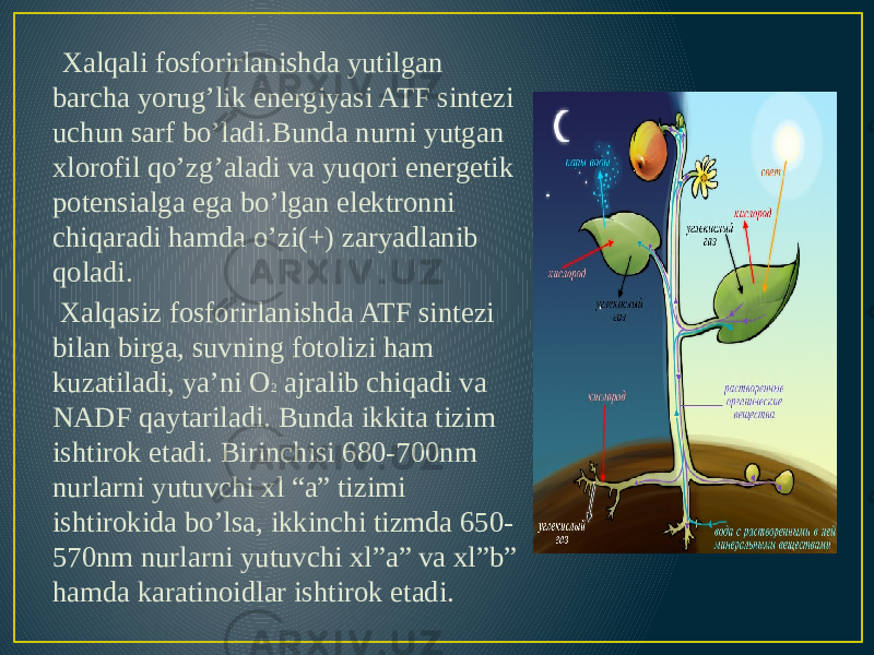  Xalqali fosforirlanishda yutilgan barcha yorug’lik energiyasi ATF sintezi uchun sarf bo’ladi.Bunda nurni yutgan xlorofil qo’zg’aladi va yuqori energetik potensialga ega bo’lgan elektronni chiqaradi hamda o’zi(+) zaryadlanib qoladi. Xalqasiz fosforirlanishda ATF sintezi bilan birga, suvning fotolizi ham kuzatiladi, ya’ni O 2 ajralib chiqadi va NADF qaytariladi. Bunda ikkita tizim ishtirok etadi. Birinchisi 680-700nm nurlarni yutuvchi xl “a” tizimi ishtirokida bo’lsa, ikkinchi tizmda 650- 570nm nurlarni yutuvchi xl”a” va xl”b” hamda karatinoidlar ishtirok etadi. 