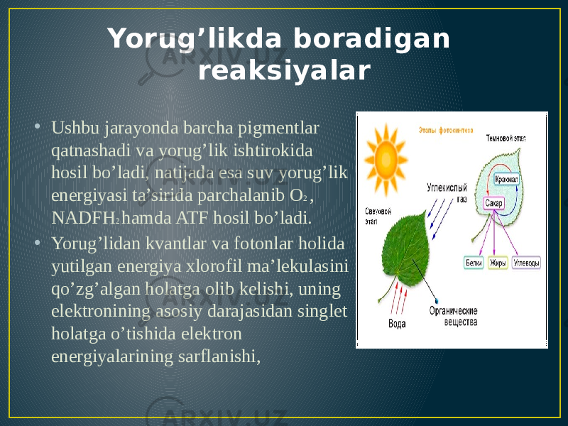 Yorug’likda boradigan reaksiyalar • Ushbu jarayonda barcha pigmentlar qatnashadi va yorug’lik ishtirokida hosil bo’ladi, natijada esa suv yorug’lik energiyasi ta’sirida parchalanib O 2 , NADFH 2 hamda ATF hosil bo’ladi. • Yorug’lidan kvantlar va fotonlar holida yutilgan energiya xlorofil ma’lekulasini qo’zg’algan holatga olib kelishi, uning elektronining asosiy darajasidan singlet holatga o’tishida elektron energiyalarining sarflanishi, 