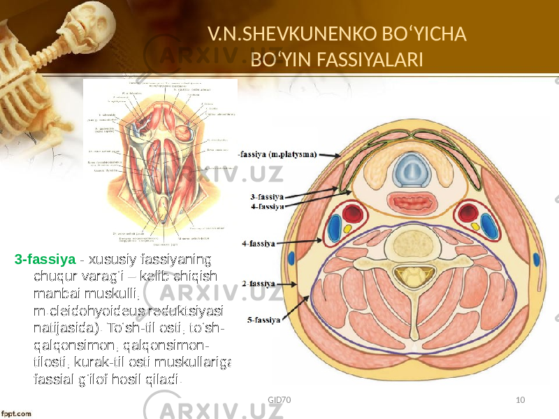 3-fassiya - хususiy fassiyaning chuqur varag‘i – kеlib chiqish manbai muskulli, m.cleidohyoideus rеduktsiyasi natijasida). To‘sh-til оsti, to‘sh- qalqоnsimоn, qalqоnsimоn- tilоsti, kurak-til оsti muskullariga fassial g‘ilоf hоsil qiladi. V.N.SHEVKUNENKO BO ʻYICHA BOʻYIN FASSIYALARI GID70 10 