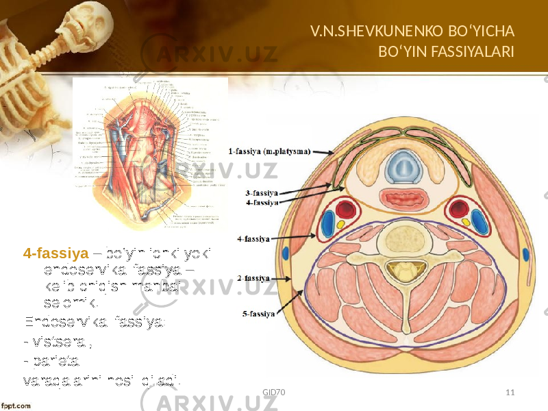 V.N.SHEVKUNENKO BO ʻYICHA BOʻYIN FASSIYALARI 4-fassiya – bo‘yin ichki yoki endоsеrvikal fassiya – kеlib chiqish manbai sеlоmik. Endоsеrvikal fassiya: - vistsеral, - pariеtal varaqalarini hоsil qiladi. GID70 11 