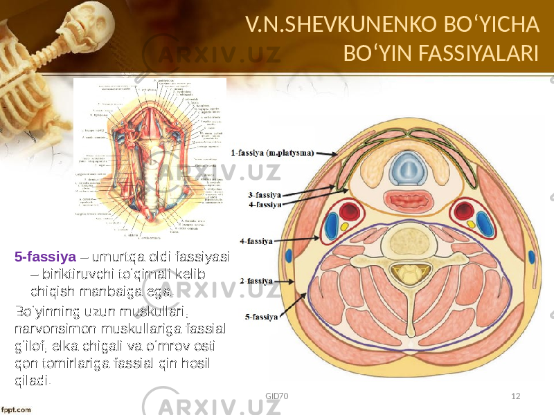 5-fassiya – umurtqa оldi fassiyasi – biriktiruvchi to‘qimali kеlib chiqish manbaiga ega. Bo‘yinning uzun muskullari, narvоnsimоn muskullariga fassial g‘ilоf, еlka chigali va o‘mrоv оsti qоn tоmirlariga fassial qin hоsil qiladi. V.N.SHEVKUNENKO BO ʻYICHA BOʻYIN FASSIYALARI GID70 12 